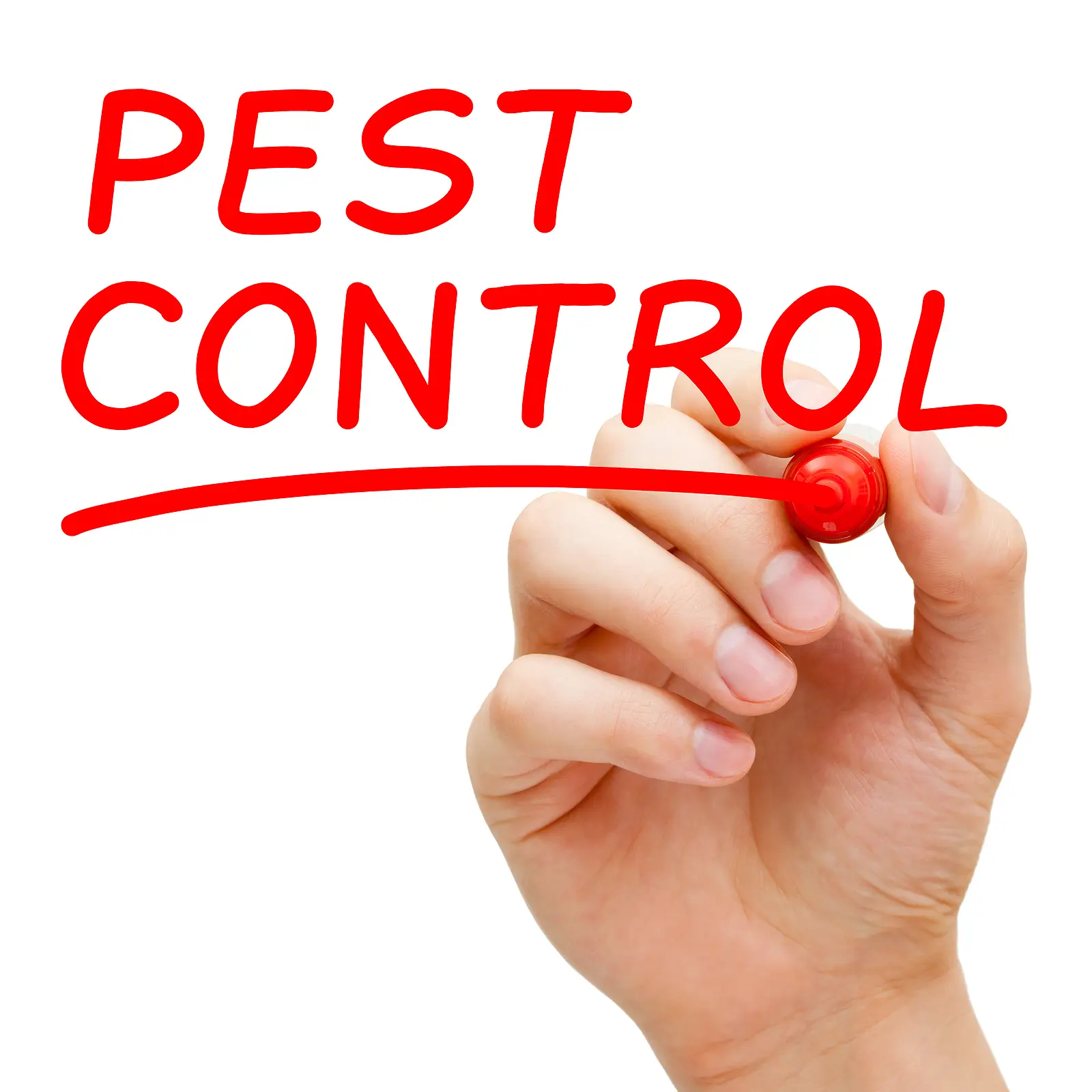 How to Educate Portland Tenants on Their Role in Pest Prevention