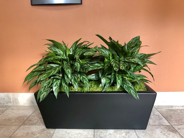 Plant 6