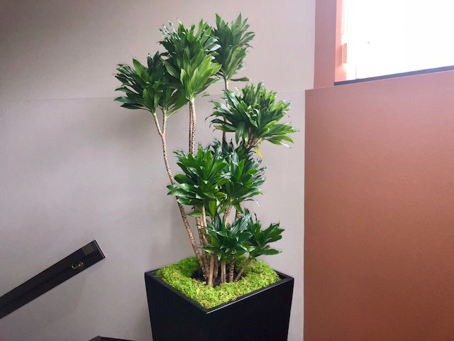 Plant 8