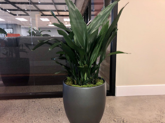 Plant 9